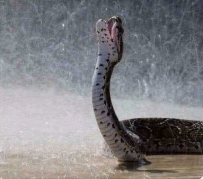 This Snake Looks Like It Just Escaped Shawshank