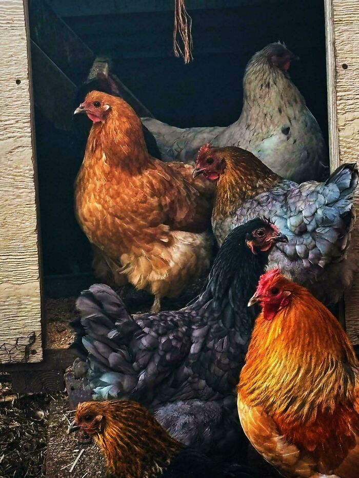 How Beautiful Are These Chickens 