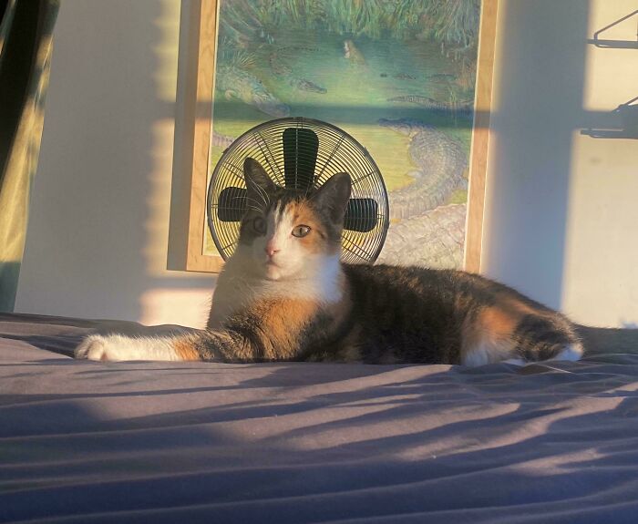 Fan Turns Cat Into Saint Cat