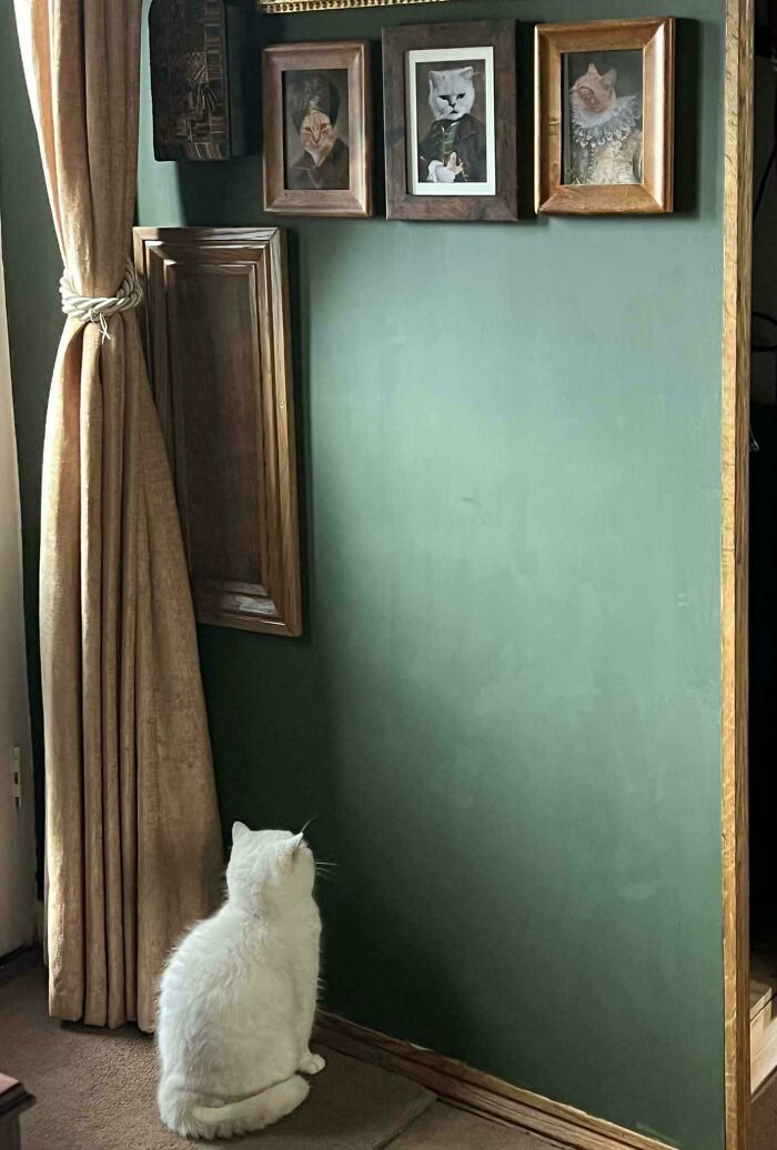 Cat Stares At Dry Paint