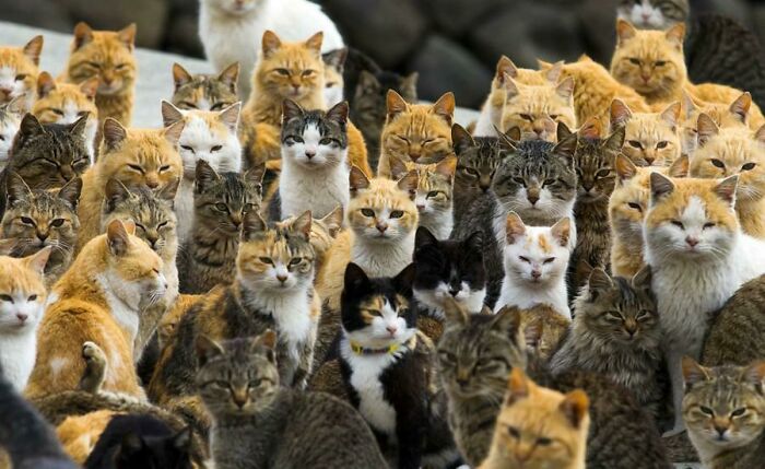 This Is Tashirojima, Japan Or 'Cat Island'. Home To Hundreds Of Feral Cats, The Population Of Cats Is Now Greater Than Humans