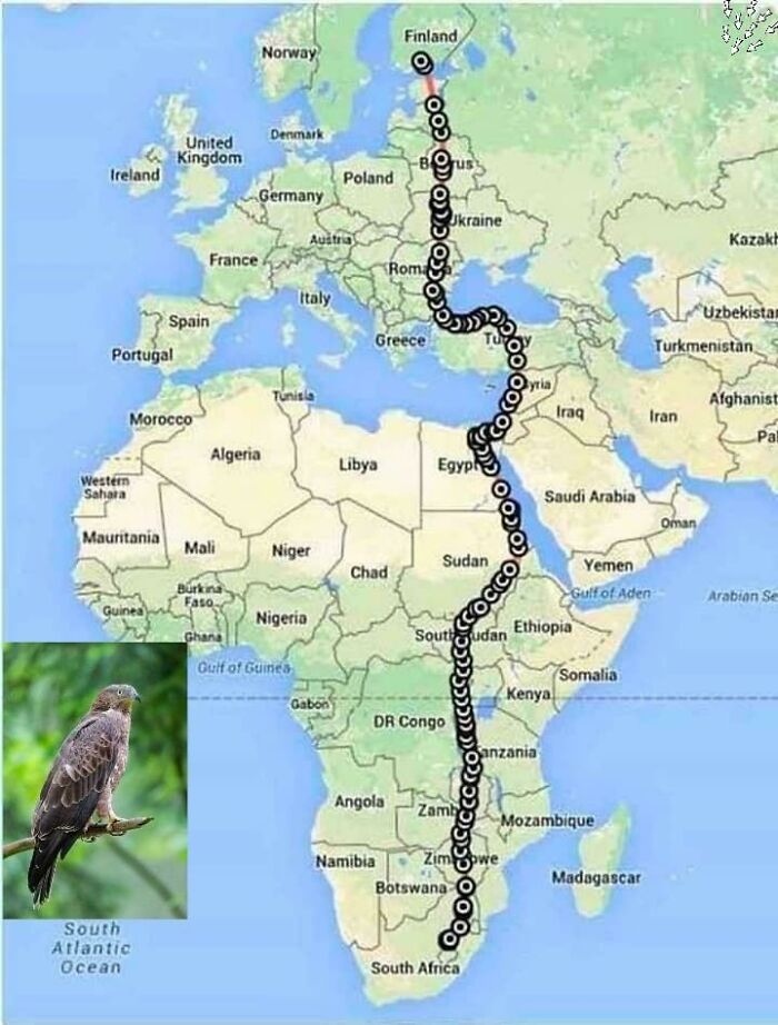 A Female European Honey Buzzard Bird Was Fitted With A Satellite Tracking System And Traveled From Finland To South Africa In 42 Days