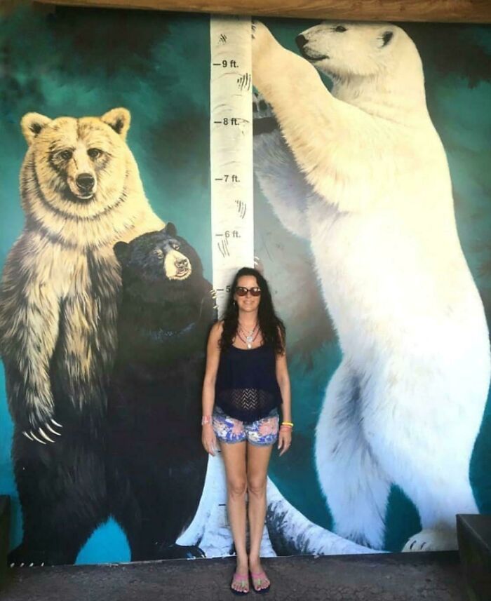 The Size Of Bears Against Average Human Height