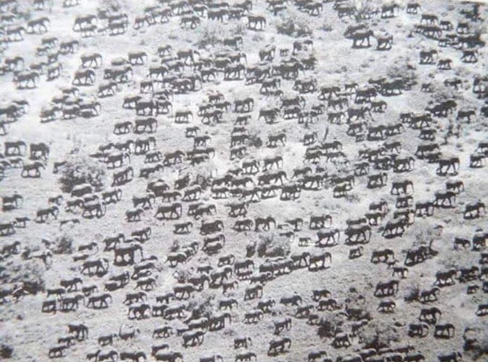 This Is How Big Elephant Herds Used To Be ( 1950s )