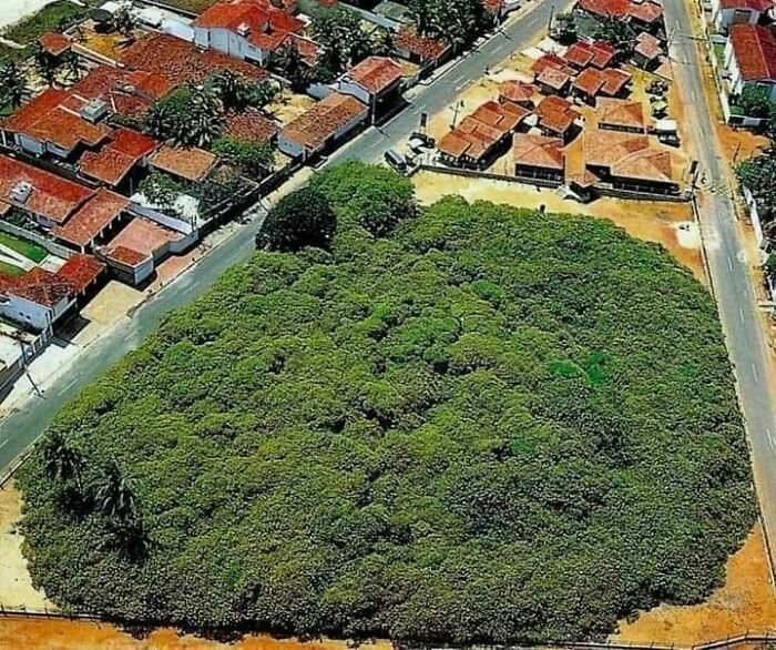 This Is A Single Tree... It's The World's Largest Cashew Tree And Covers An Area Of About 8,000 Square Meters