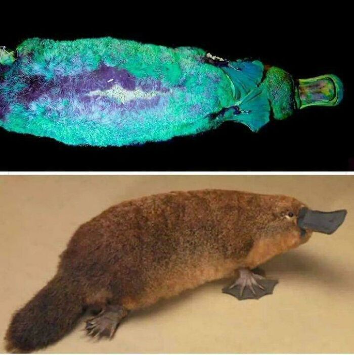 The Platypus Is Possibly The Weirdest Animal: It's A Mammal But Lays Eggs, Its Duck-Billed,
beaver-Tailed, Otter-Footed And Venomous.
it Has Electroreceptors For Locating Prey, Eyes With Double Cones, No Stomach, And 10
chromosomes.
it's Fluorescent And Glows Under UV Light