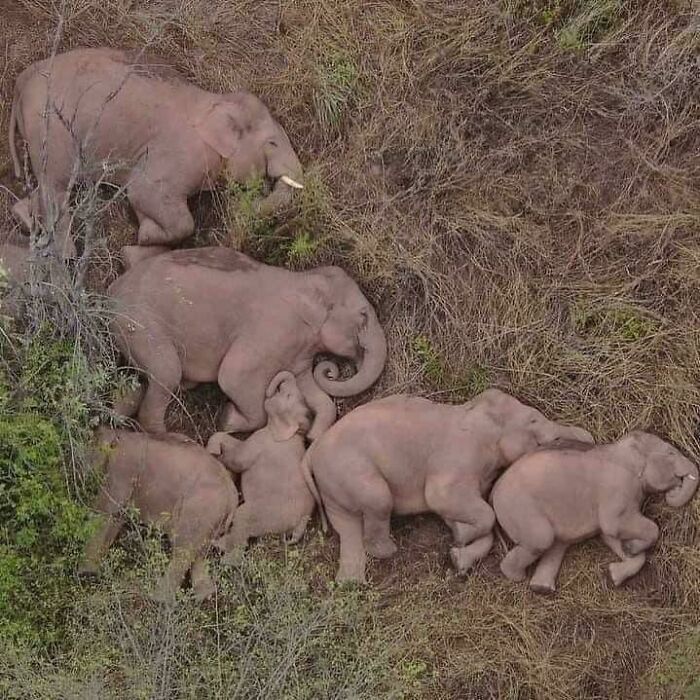 Sleeping Elephant Family Captured By A Drone. Very Rare Visual. 🐘