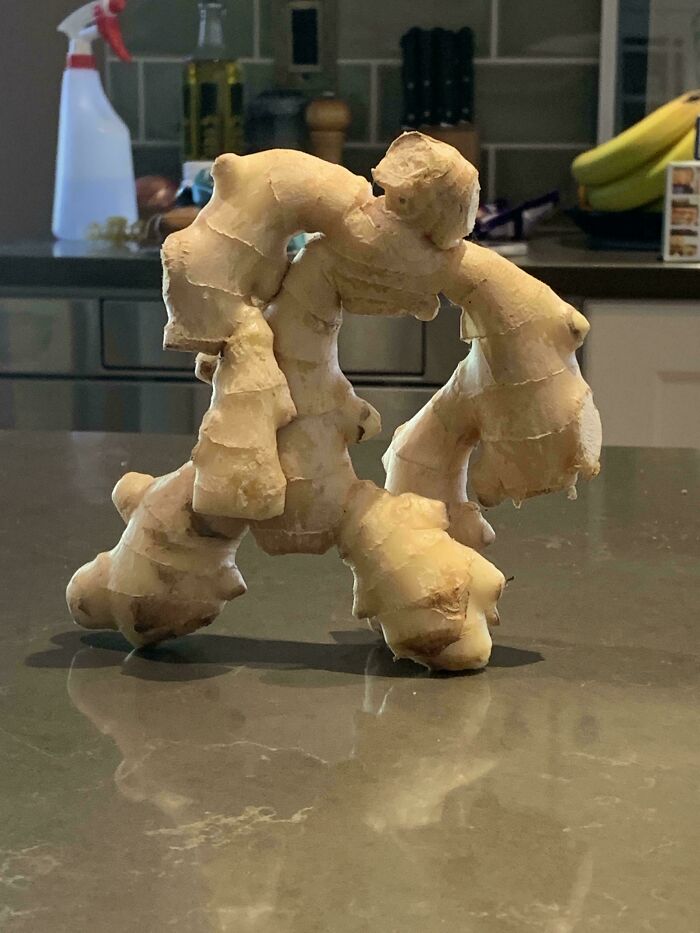 Unusually large ginger root resembling a humanoid figure on a kitchen countertop. Absolute units.