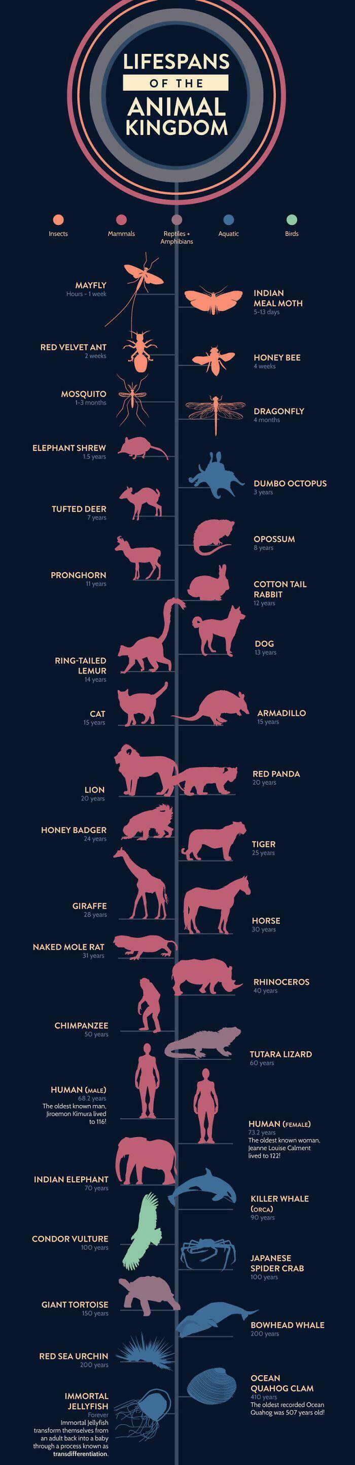 A Cool Guide On The Lifespan Of The Animal Kingdom