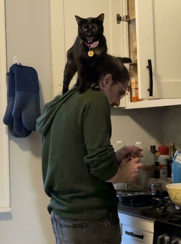 I Politely Asked Pancake To Get Down Off My Partner, But She Insists On Helping Him Make Dinner