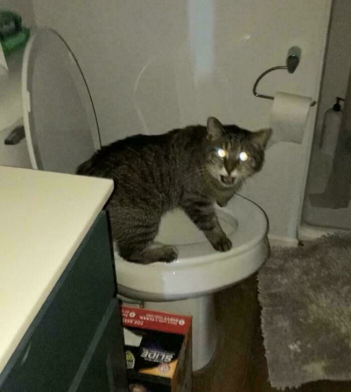 Cats Who Yell When You Catch Them Drinking Out Of The Toilet