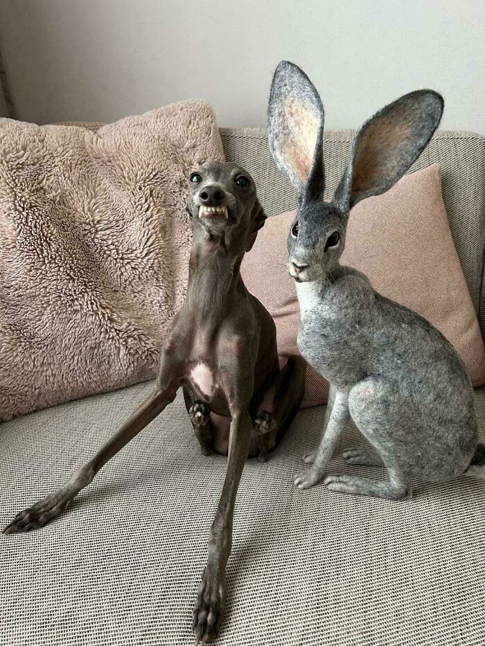 The Hare Is Made Out Of Felt. The Dog Is Real