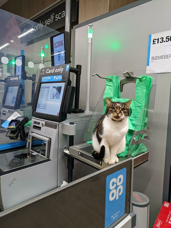 A cat sits on a checkout counter in a UK grocery store, embodying British humor.