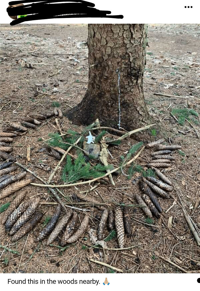 An Update On The Satanic Pinecone Situation In The Woods