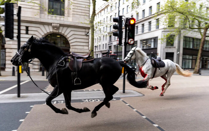 Escaped Horses Galloping Around London Today