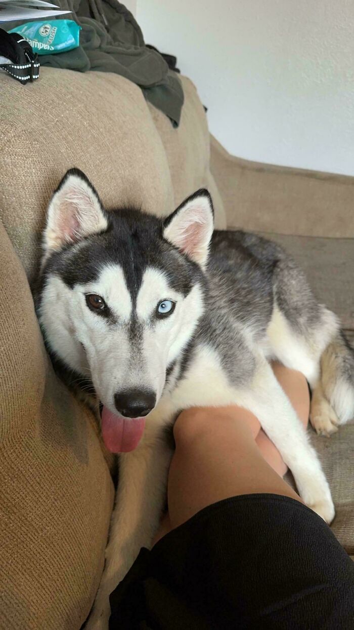 Adopted Husky!