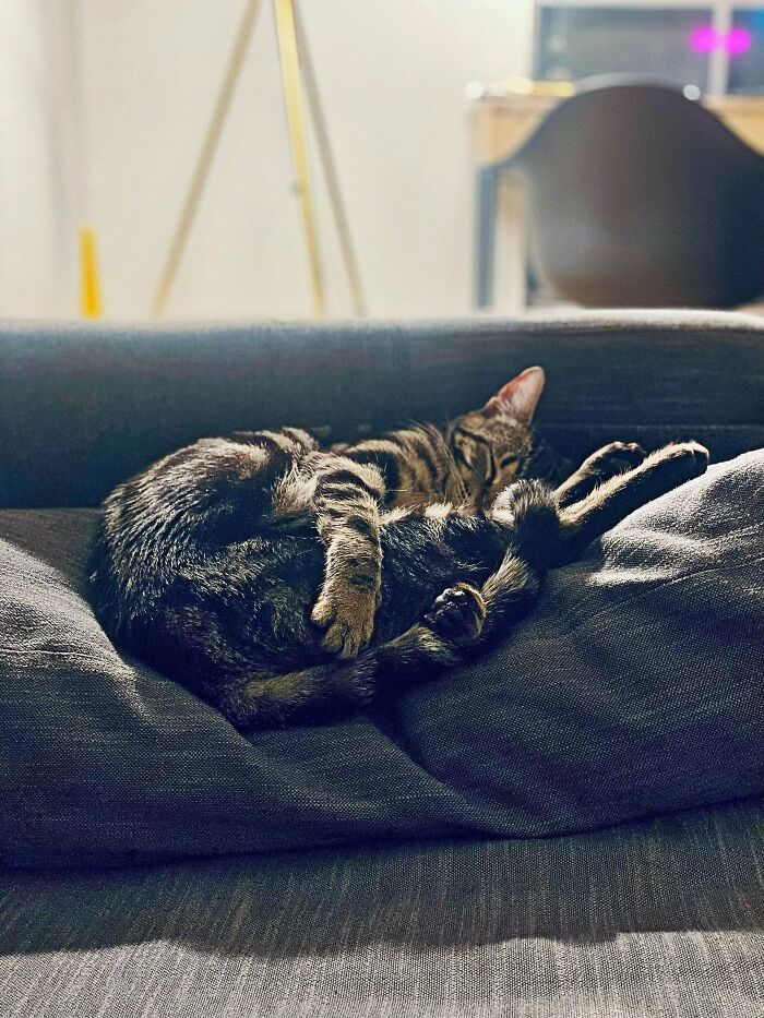 I Adopted My First-Ever Pet Three Weeks Ago. He Sleeps Like A Baby Kangaroo