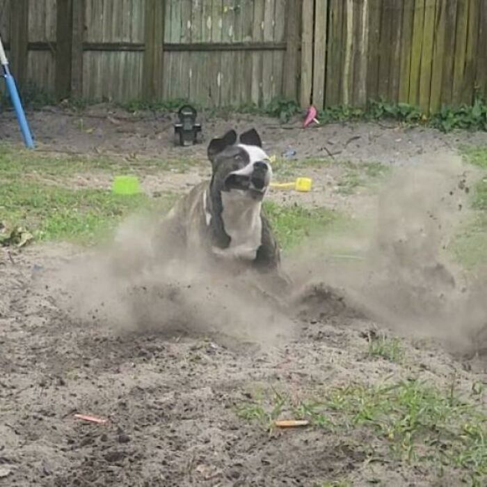 Oreo Speedwagon Thinks He's The Avatar, Practicing His Earthbending