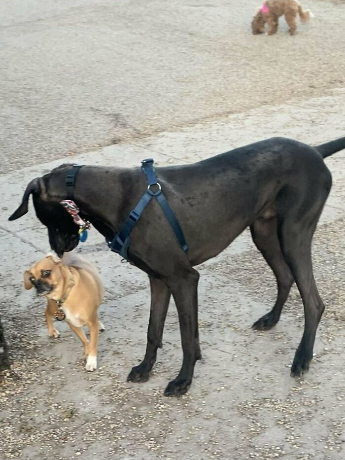 My Dog Had Been Following The Great Dane Around For 10 Minutes… This Was Her Reaction When He Finally Noticed Her