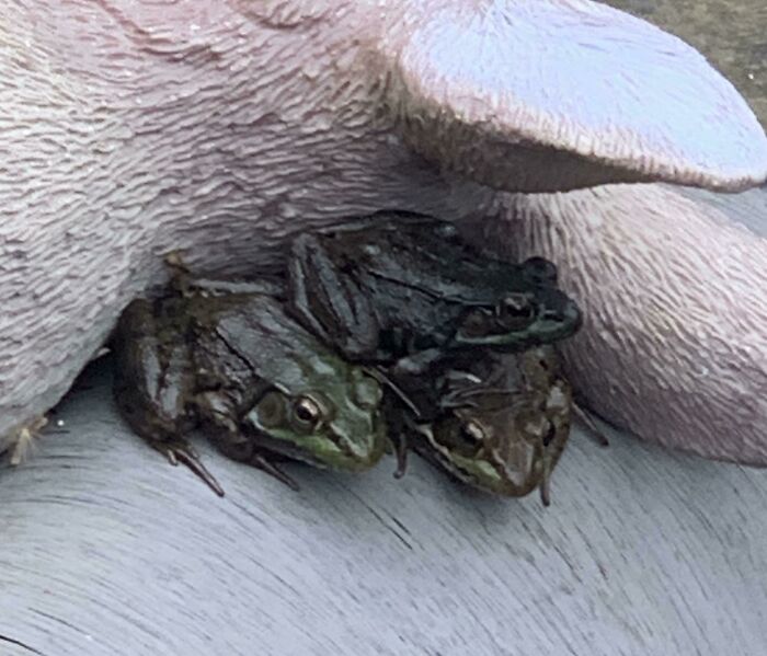 Blessed Frog Stack