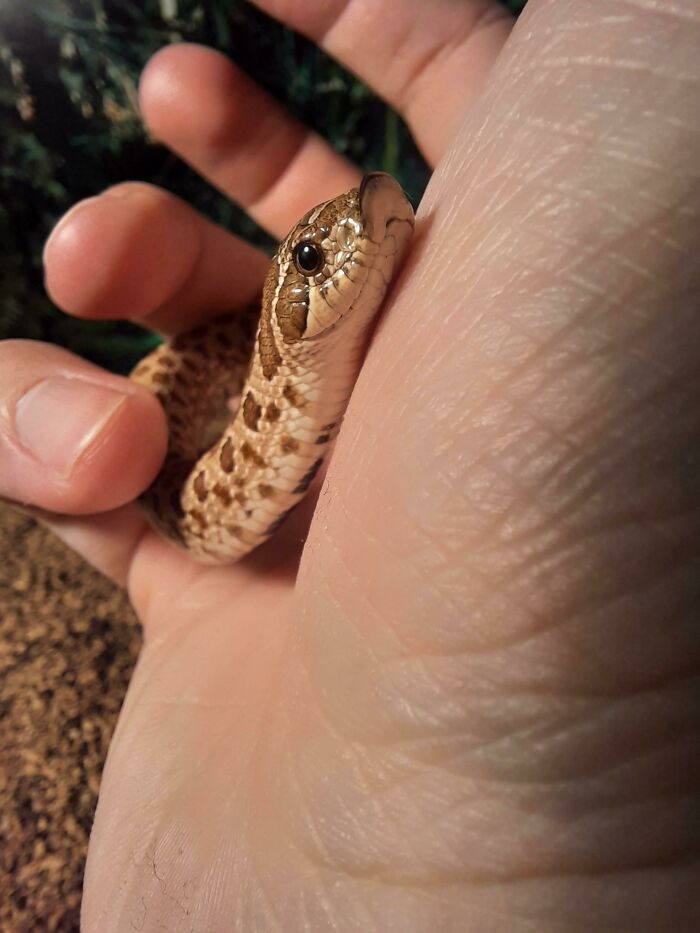 Blessed Happy Danger Noodle