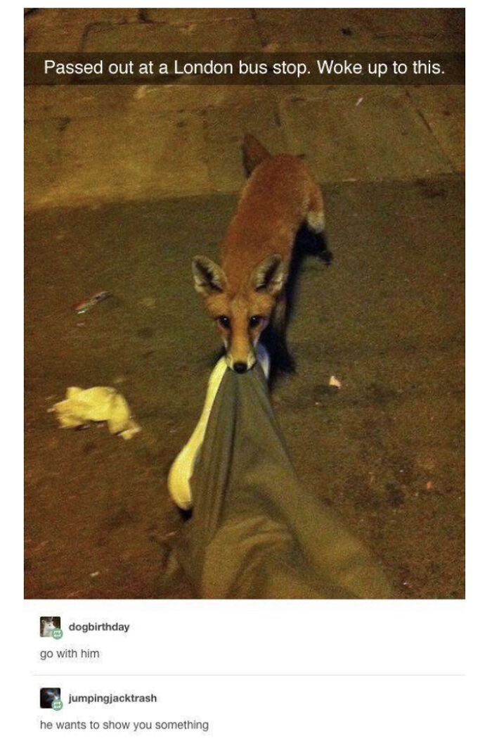 Blessed_fox