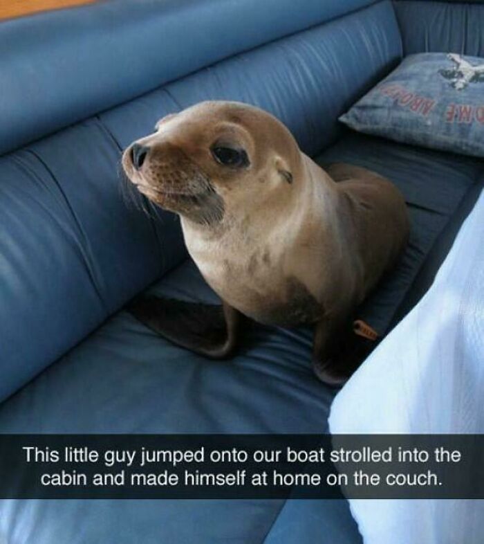 Blessed Seal