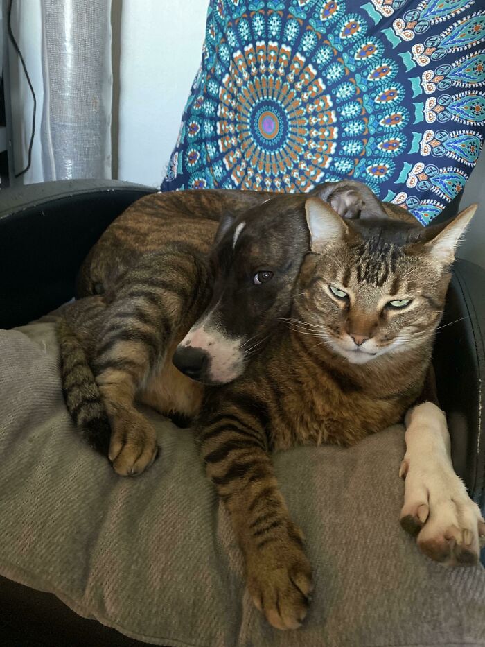 Mi perro y mi gato acurrucados