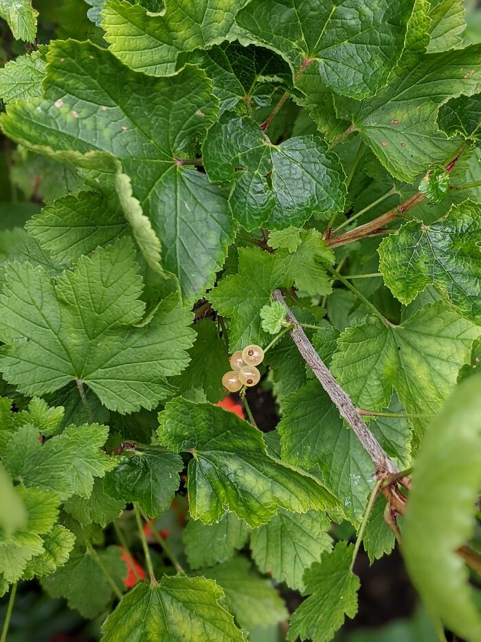 3.5 Years Of Tending To My White Currant Plant, And Finally... 4 White Currant!!!