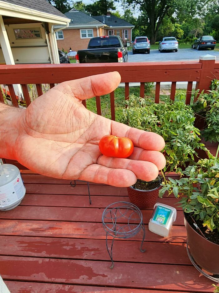 Behold My Beefsteak Tomato