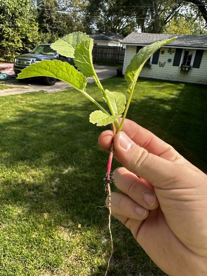 Help! I Need Ideas On How To Use All These Radishes!