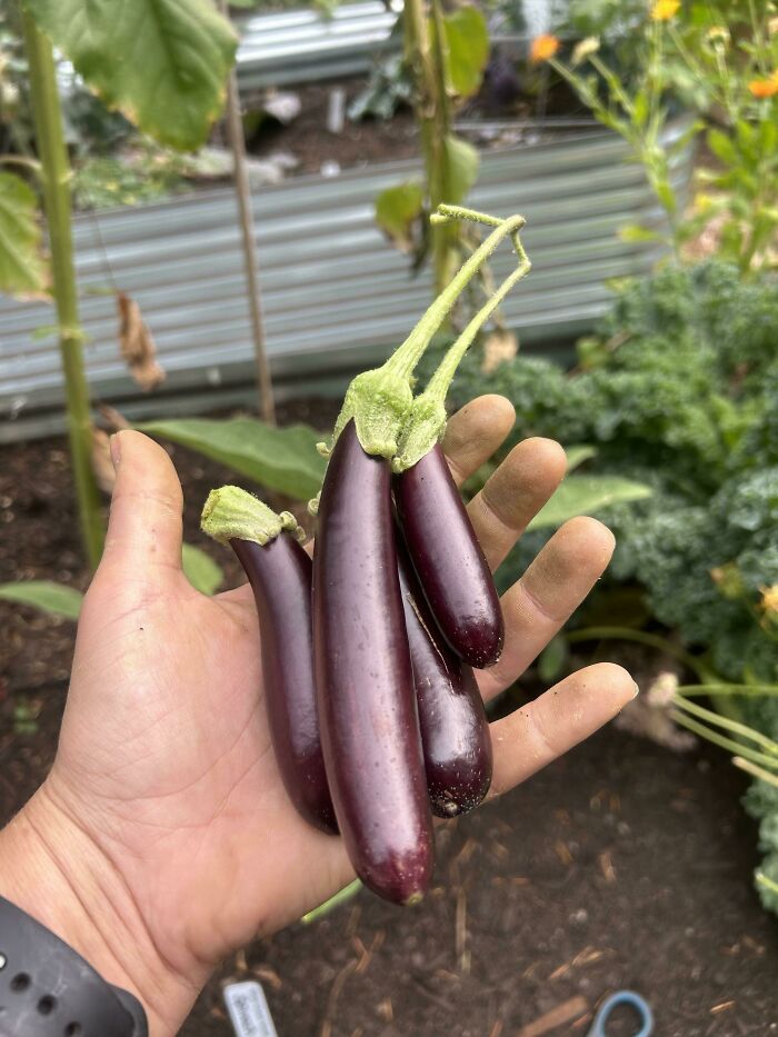 Harvest Day