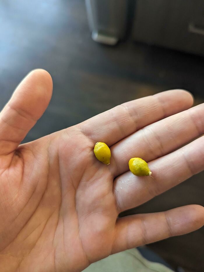 My Bountiful Lemon Harvest