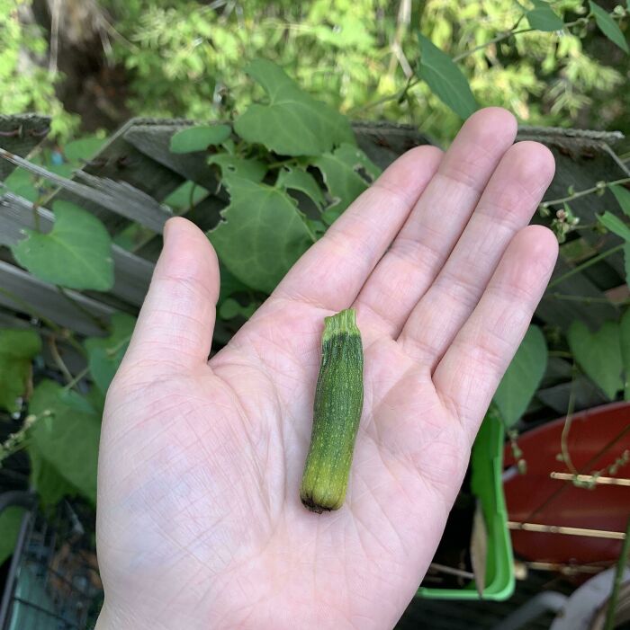 My Zucchini! Tonight, We Dine Like Kings 👑