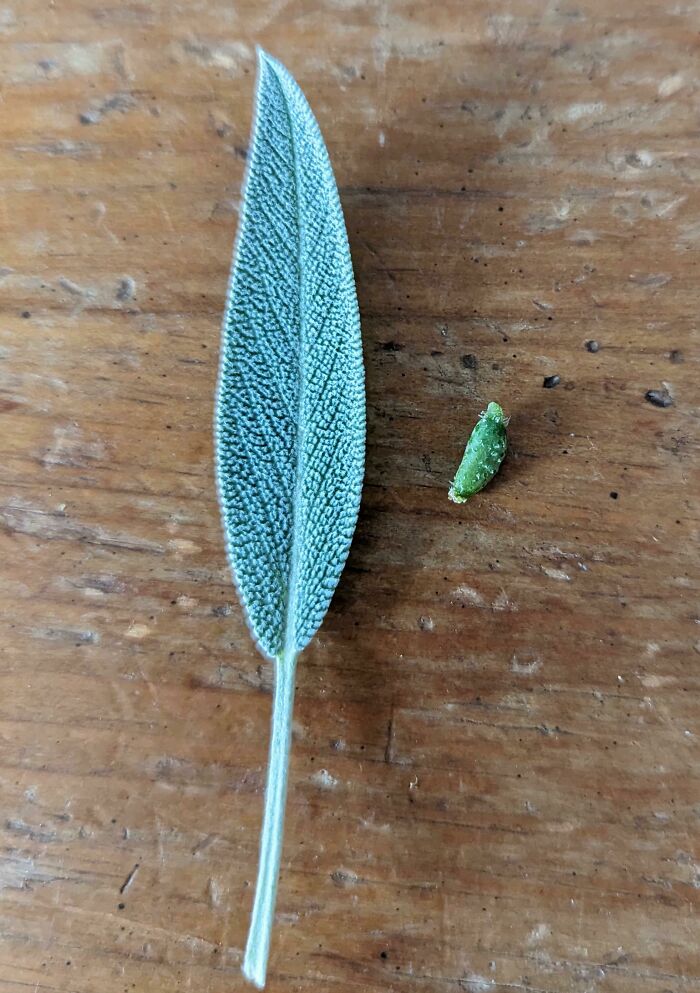 This Is The Cucumber Harvest We've Been Waiting For. Sage Leaf For Scale