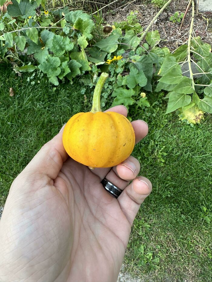 I’m So Ready To Carve This Pumpkin!