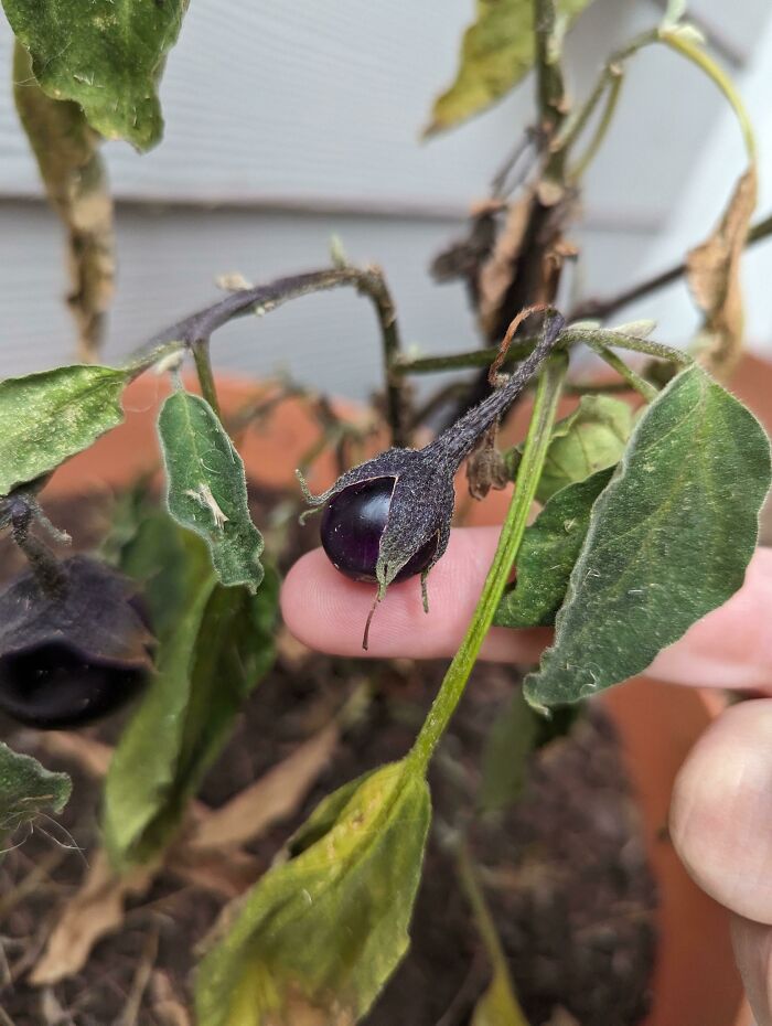 I Waited All Summer For This Eggplant