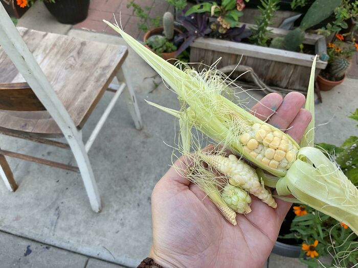 Just Harvested All My Corn. Should I Invite The Neighbors For A Feast?