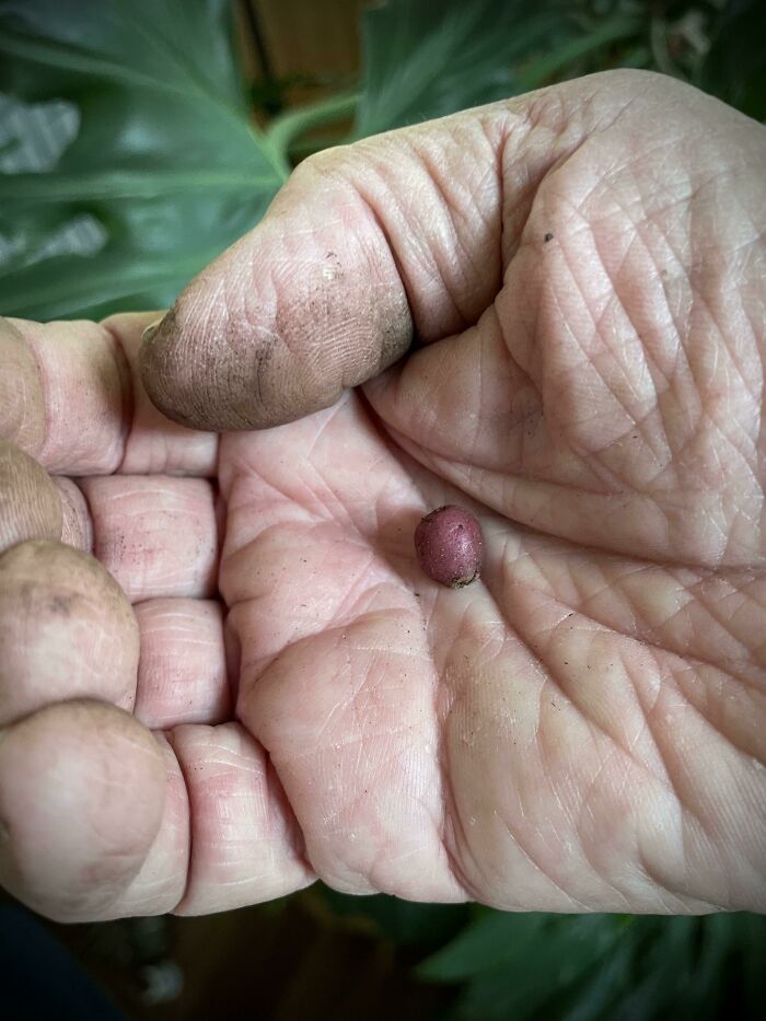 Finished Harvesting Our Minnesota Potatoes