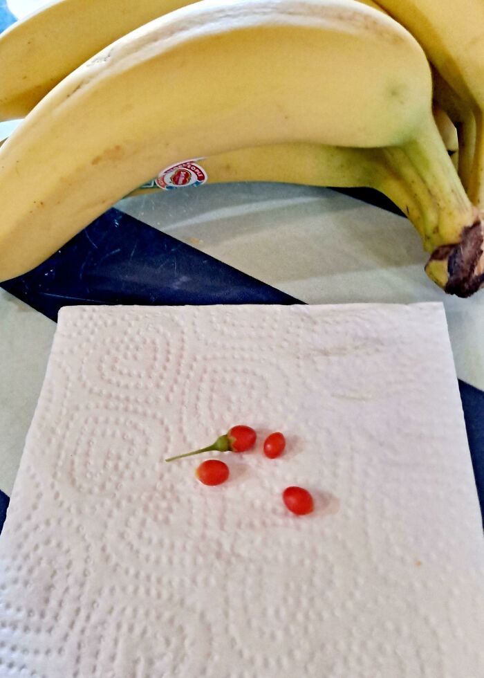 Mighty Tomatoes (Bananas For Scale)