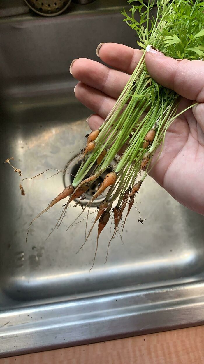 This Year’s Carrots! Won’t Be Hungry For At Least A Few Minutes After This Feast