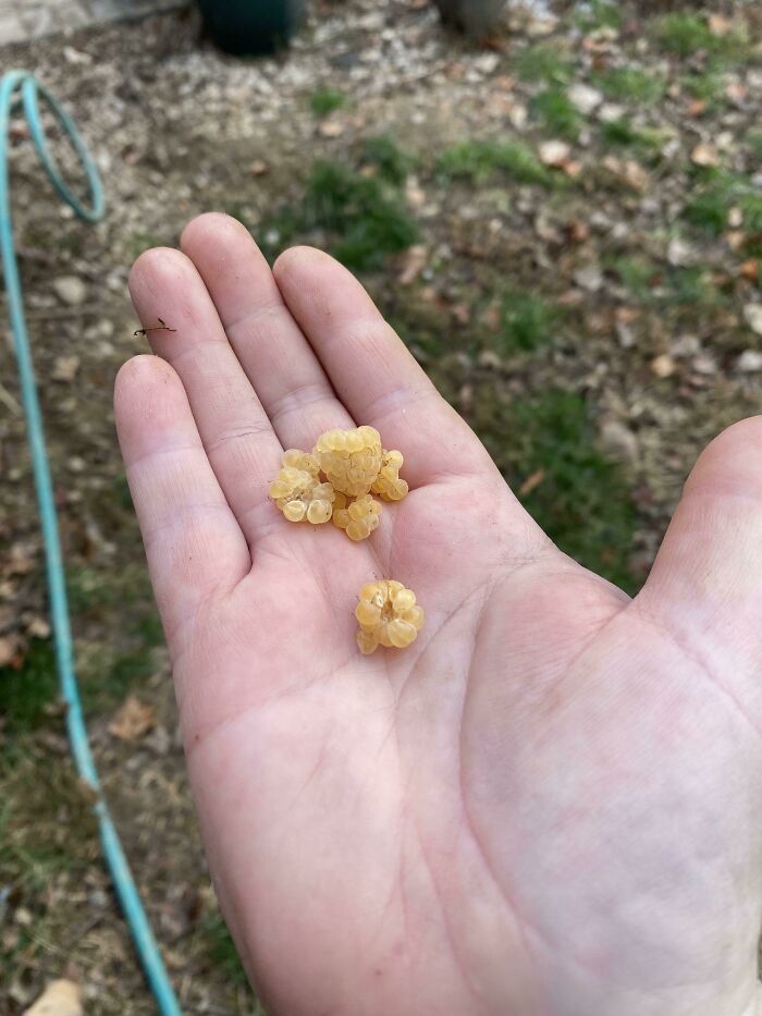 Today’s Mighty Raspberry Harvest!