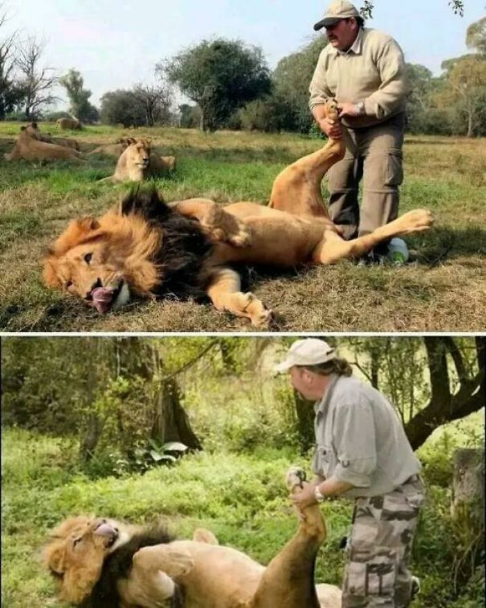 This Is Not About Hunting. Alex Larenty, From Britain, Lives In A South African Game Reserve Where He Gives Lions Foot Massages. He Started Doing This After Noticing That A Cream For Paw Infections Made A Lion Relax And Look Happy