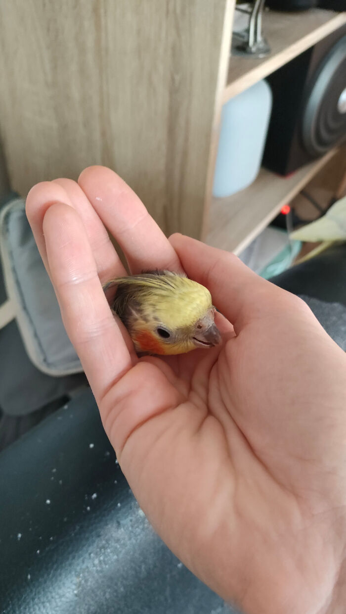 Help! My Bird's Head Fell Off. What Should I Do?