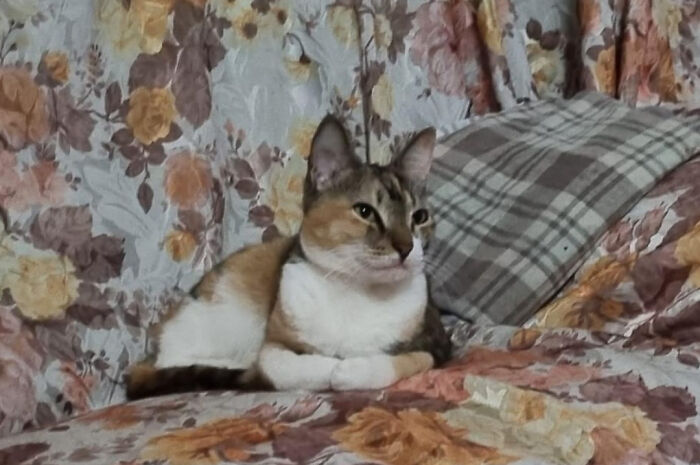 My Cat Sits Like This. What Is She Thinking About?