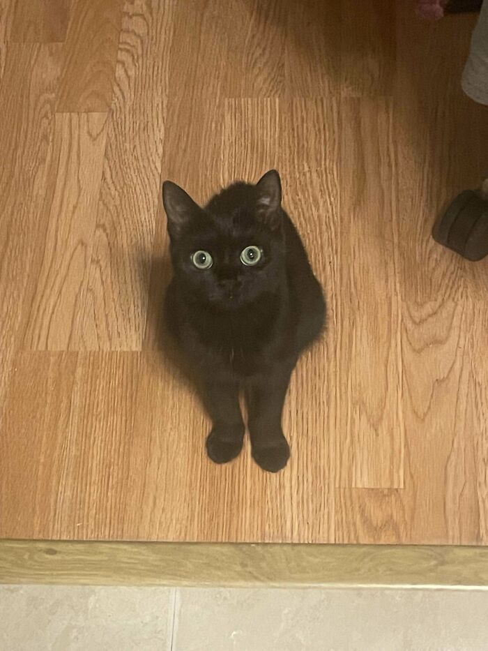 Why Does My Black Cat Look Like A Muppet 😭