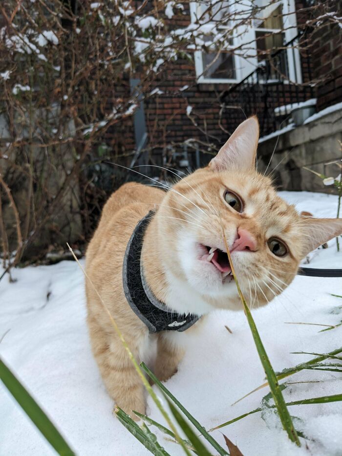 Jabbo Likes To Shove Grass Down His Throat Until He Gags