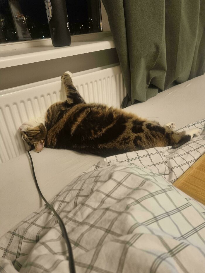 First Winter At Our New Place! She Really Likes The Radiator By The Bed