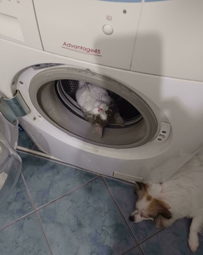 She Discovered The Washing Machine And Won't Get Out!