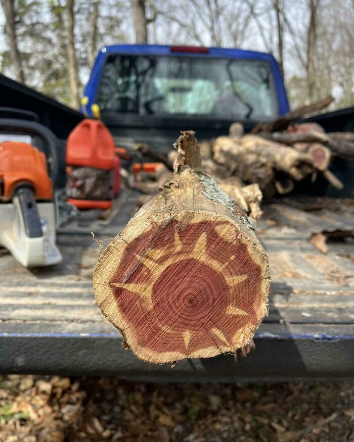 El interior de este tronco de un cedro